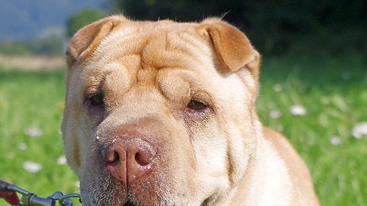 Rossy fiel die erneute Umstellung ins Tierheim verst&auml;ndlicherweise sehr schwer. Foto: Tierheim