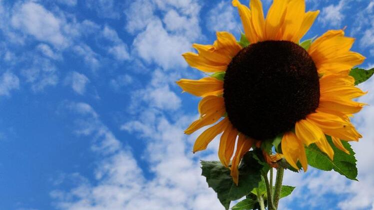 Die Sonnenblumen im Staatsbad zeigen gerade ihr schönstes Gesicht.  Foto: Julia Raab