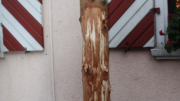 Die geschälte Fichtn