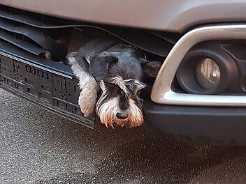 Seevetal: Der 13-j&auml;hrige Zwergschnauzer Tero ist im K&uuml;hlergrill eines Autos eingeklemmt. Eine Autofahrerin hatte das Tier mit dem Auto angefahren, beim Gang ums Auto in der morgendlichen Dunkelheit &uuml;bersehen und ihn dann im eingeklemmten Zustand etwa 20 Kilometer weit mit zur Arbeit nach Hamburg gefahren. Foto: Polizei Harburg/dpa