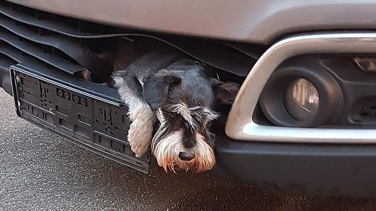 Seevetal: Der 13-j&auml;hrige Zwergschnauzer Tero ist im K&uuml;hlergrill eines Autos eingeklemmt. Eine Autofahrerin hatte das Tier mit dem Auto angefahren, beim Gang ums Auto in der morgendlichen Dunkelheit &uuml;bersehen und ihn dann im eingeklemmten Zustand etwa 20 Kilometer weit mit zur Arbeit nach Hamburg gefahren. Foto: Polizei Harburg/dpa