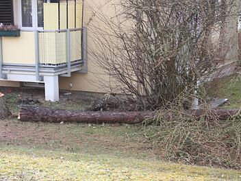 Beim Fällen dieser Lärche wurde eine Frau verletzt.Foto: privat