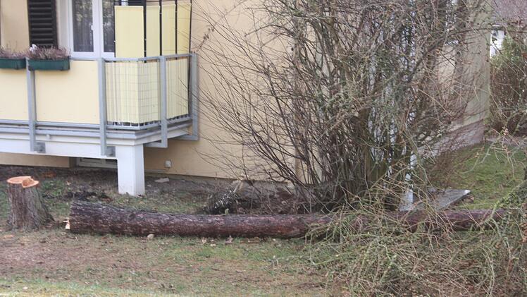 Beim Fällen dieser Lärche wurde eine Frau verletzt.Foto: privat