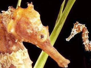 Zwei von fünf Seepferdchen-Arten droht das Aussterben. Foto: Archiv/dpa