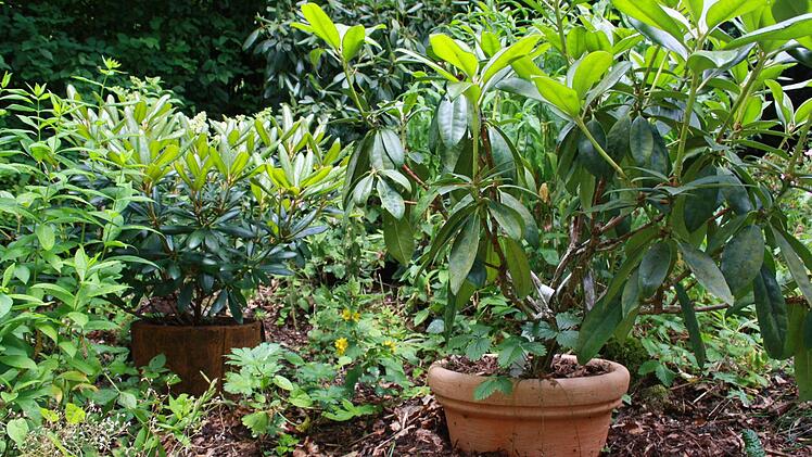 Die Rhododendren wurden im Topf eingepflanzt, weil der Boden für sie zu kalkhaltig wäre.