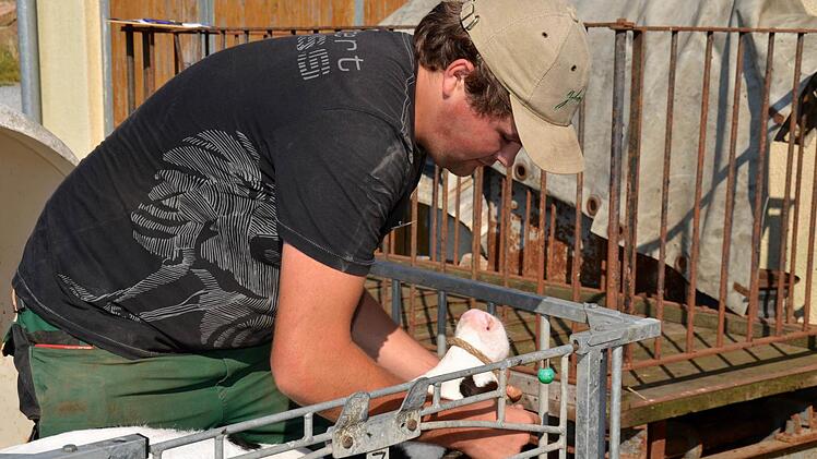 Prüfling Georg Walter muss hier ein Strickhalfter anlegen. Das dient dazu, damit das Kälbchen nicht abhaut, wenn man es zu einem anderen Ort führen muss. Grundsätzlich jedoch ist Strickhaltung bei Kälbchen verboten. Foto: Kathrin Kupka-Hahn