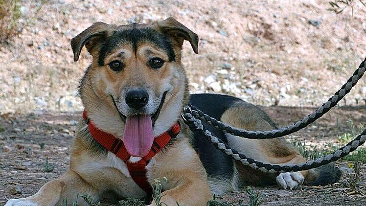 Vierbeiner mit sehr freundlichem Charakter: Salua Foto: Tierheim Kronach