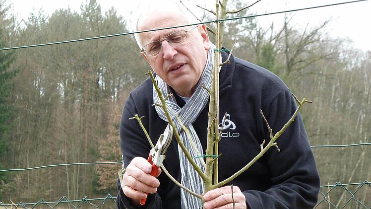 Johann Bäuerlien beim ObstbaumschneidenFoto: privat