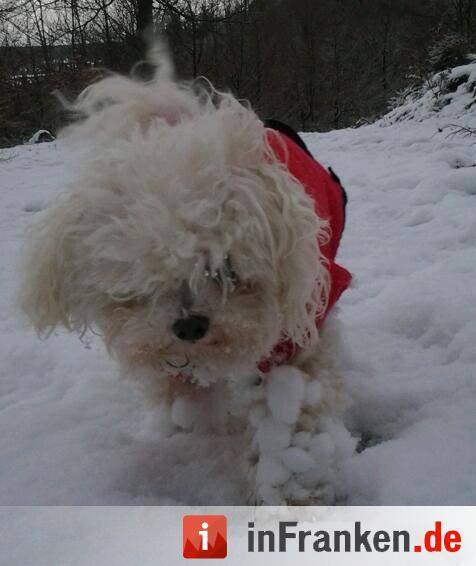 Klein Nelly, Stadtsteinach, Weg zur Ruine Neudeck