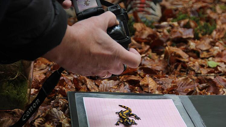Der Feuersalamander war gefragt bei dem gemeinsamen Pressetermin des Berliner Museums für Naturkunde und dem Forstbetrieb Ebrach. Fotos: Andreas Lösch