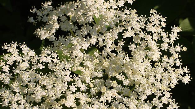 Die besondere Heilwirkung und Kraft des Holunders begr&uuml;ndet sich darauf, dass er die hohe Energie in Bl&uuml;ten und Fr&uuml;chten aufnimmt und dann heilend an uns weiter geben kann. Foto: Jupp Schr&ouml;der