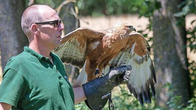Ein Falkner ist im Kindergarten Arnshausen beim Sommerfest zu Gast.  Foto: Erlebnisfalknerei.com/Achim Schmidt