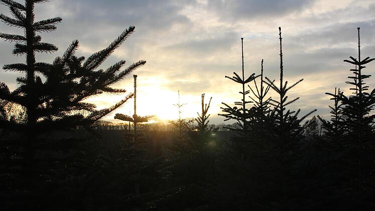 Auch zum Abschalten kommt Christian Reusch gerne auf seine Christbaum-Plantage.