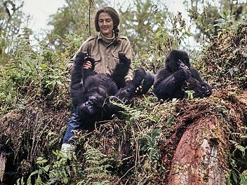 Dian Fossey mit den Gorillas Coco und Pucker: Mit gro&szlig;er Geduld und Anpassung an die Tiere gewann sie das Vertrauen der Gorillas. Zuletzt wurde sie von Wilderern in einen Krieg gegen sie hineingezogen und bekam dabei psychische Probleme.