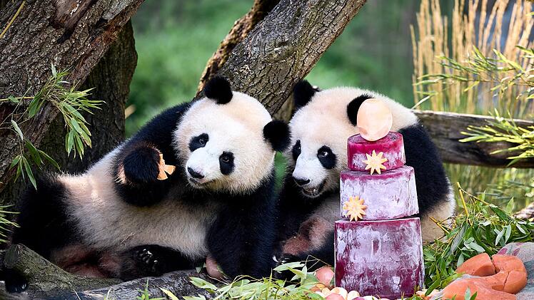 Panda-Zwillinge Leni und Lotti feiern zweiten Geburtstag