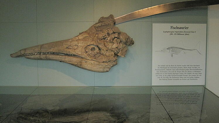 In der Petrefaktenausstellung im Kloster Banz ist der größte in Europa gefundene Fischsaurierkopf ausgestellt.