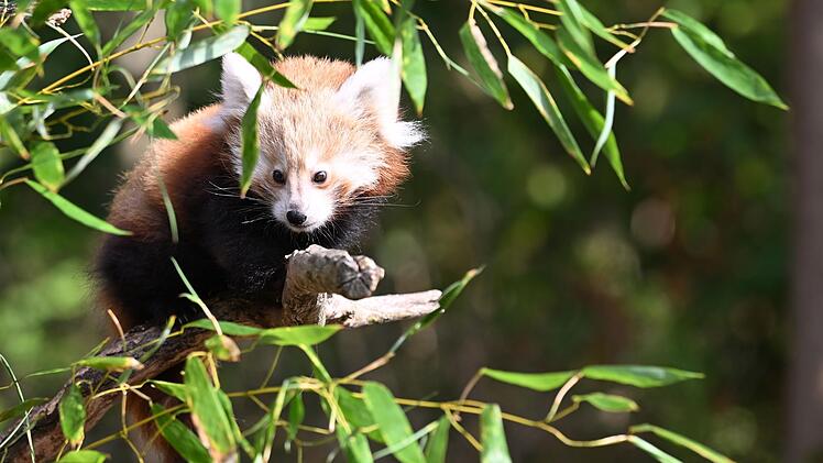 Nachwuchs bei den Kleinen Pandas im Erlebnis-Zoo Hannover