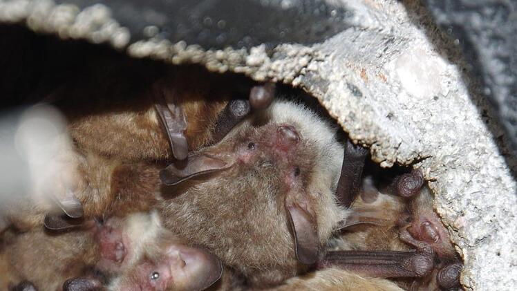 Kuscheln gegen die Kälte: Diese Fransenfledermäuse halten sich gegenseitig warm. Söder