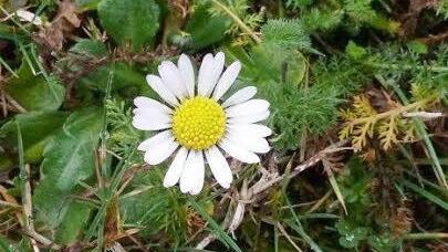 Eine frühreife Margarite hat sich einen Platz erobert.  Foto: Gerd Müller