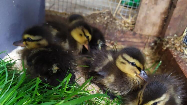Polizeibeamter wird Enten-Papa