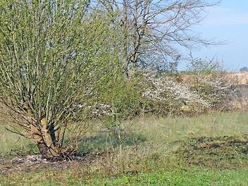 Regelmäßig wird die Feuerwehr zu einem Brand bei dem Grünflächen der Steinbruchaußenflächen gerufen. Foto: Petra Malbrich