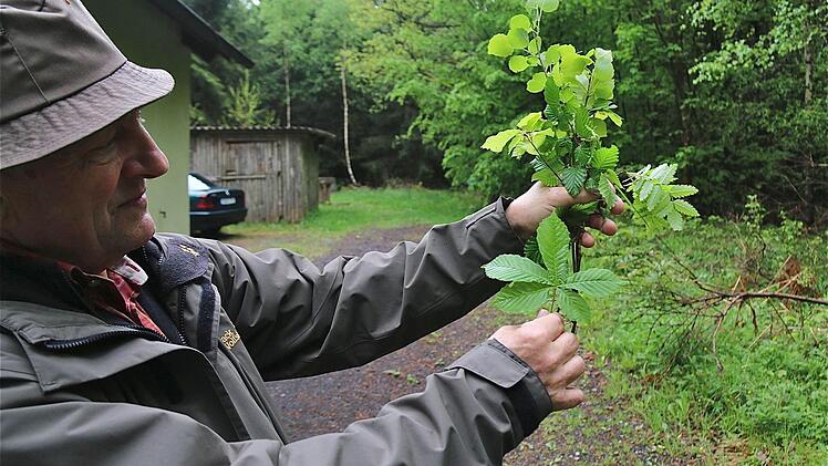 Kurt Selbert präsentierte beim Grenzgang um Völkersleier eine Sammlung heimischer Blätter für das Pflanzenquiz. Fotos: Gerd Schaar