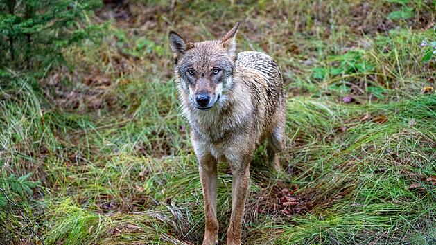 Kreis Bayreuth: Toter Jungwolf entdeckt - wohl erschossen