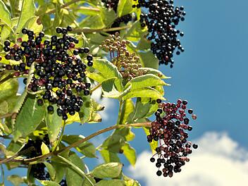 Schwarze Holunderbeeren vor gr&uuml;nem Laub. Holunderbeeren.   Black fruits elderberry on background green leaf. Elderberry fruit.  von peterjurco