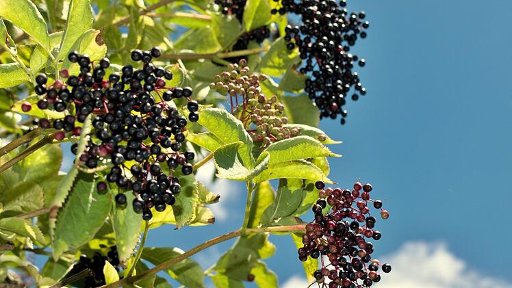 Schwarze Holunderbeeren vor gr&uuml;nem Laub. Holunderbeeren.   Black fruits elderberry on background green leaf. Elderberry fruit.  von peterjurco