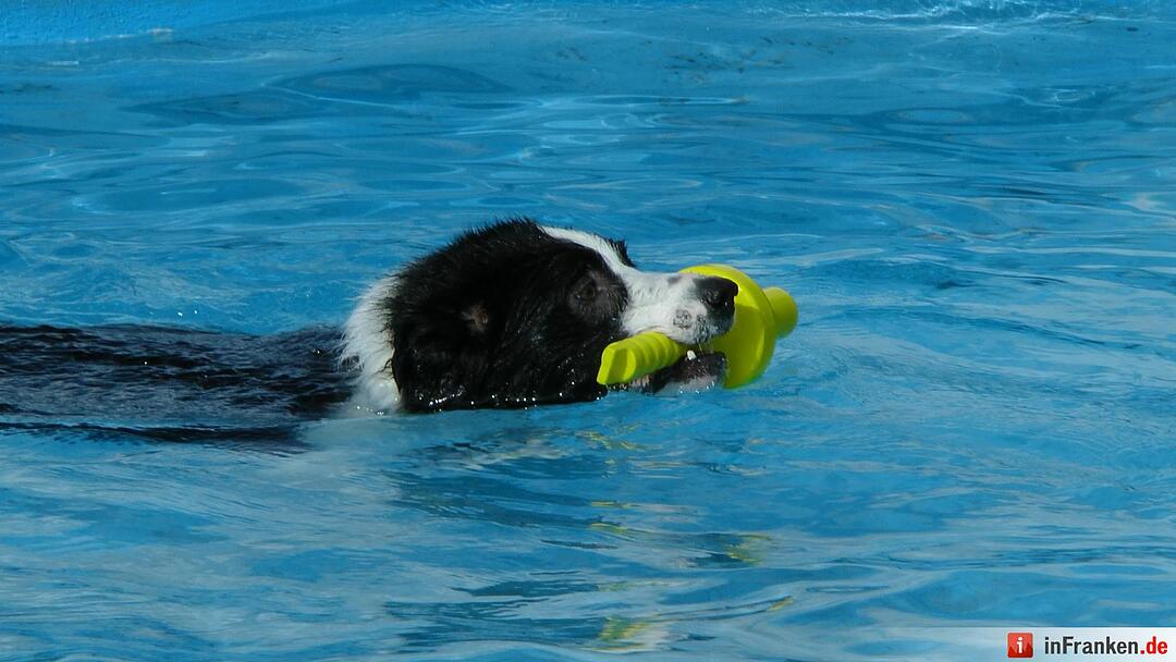 Hundebadetag im Freibad Eltmann