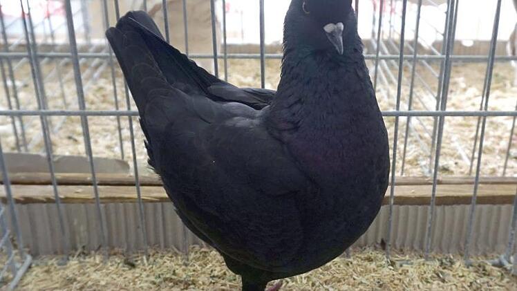 Das schönste Tier der Lokalschau, die Taube "Deutsches Modeneser Schietti" von Georg Wluka  Fotos: Richard Sänger