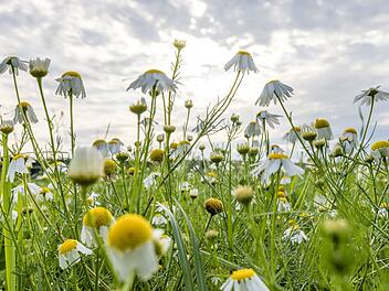 Warme Temperaturen stehen bevor: Nach einigen Wolken kommt Hitze