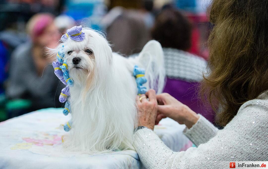 Internationale Rassehunde-Ausstellung «Cacib» in Nürnberg