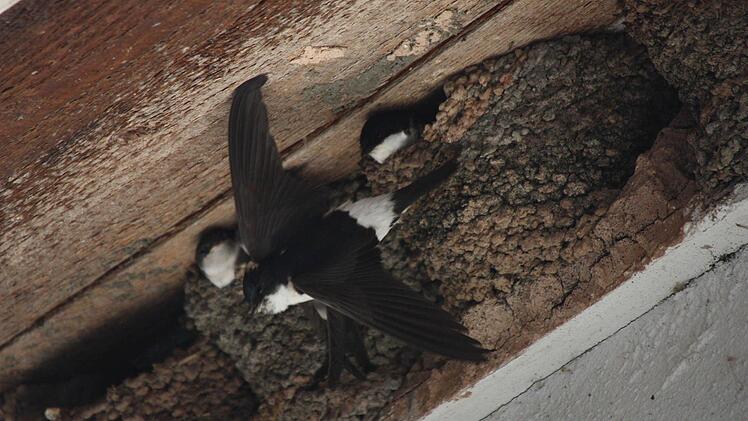 Die Schwalben füttern in Neukenroth ihre Jungen.  Foto: Lothar Haake