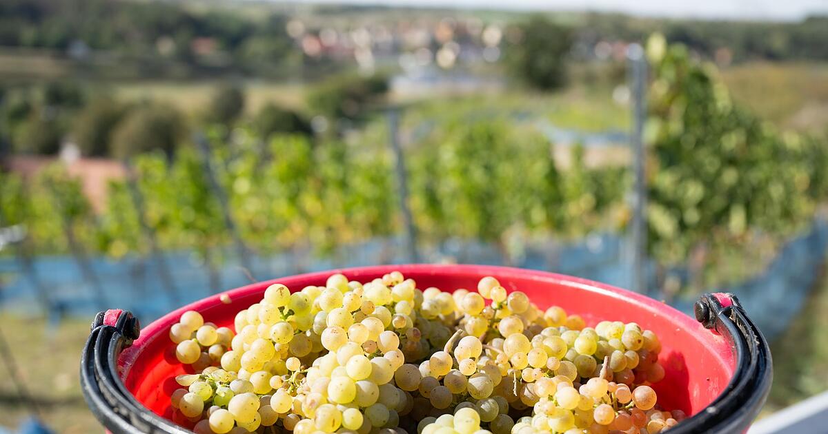 Zölle vermasseln deutschen Winzern das USA-Geschäft