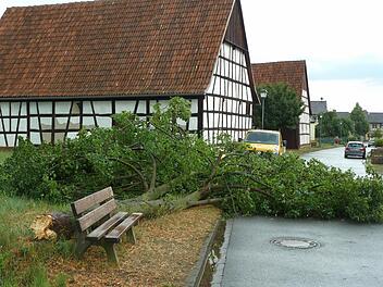 Nicht entwurzelt, sondern einfach abgebrochen: Im südlichen Landkreis Lichtenfels, wie hier in Oberbrunn, richtete die Gewitterfront die schlimmsten Schäden an.Foto: Silke Köhler