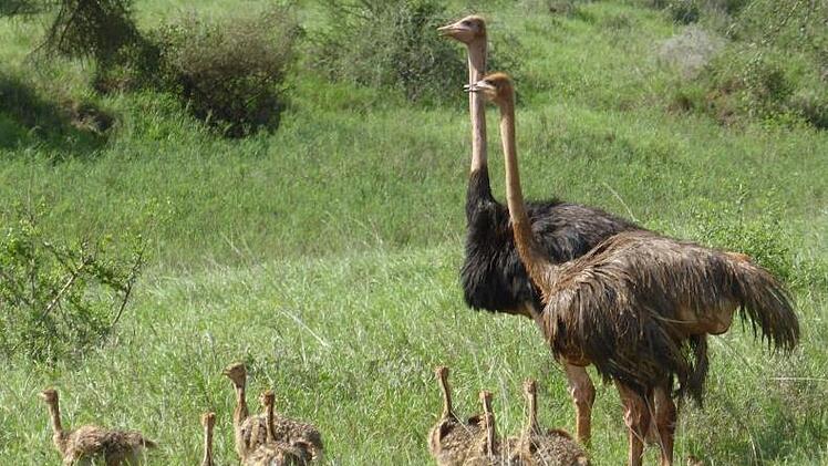 Eine Straußenfamilie im Nationalpark Tsavo Ost. Günther Schneider
