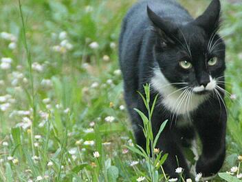 Kater Brownie schleicht über eine Sommerwiese.  Foto: Eva Burdack