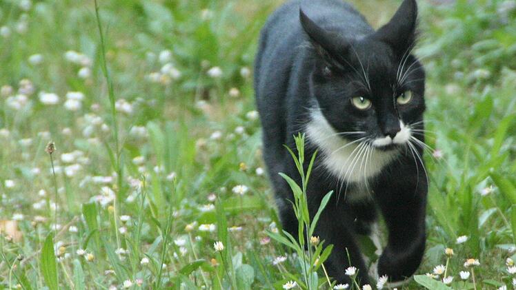 Kater Brownie schleicht über eine Sommerwiese.  Foto: Eva Burdack