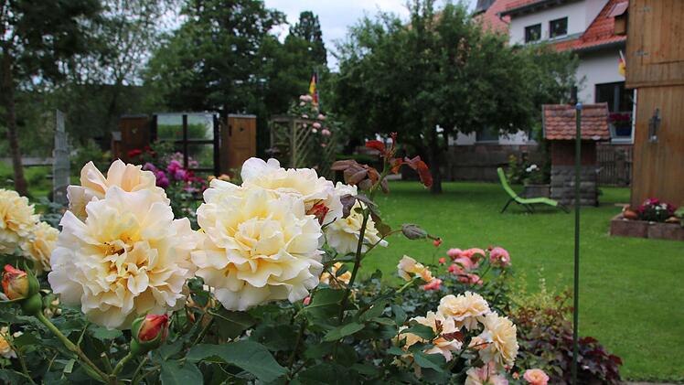 31 Rosensorten blühen im Garten von Schmitts in Oberthulba.Ralf Ruppert