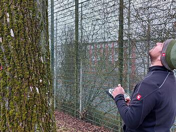 Der Blick nach oben ist typisch für Florian Reuscher. Der Baumkontrolleur am Landratsamt überprüft den Zustand der landkreiseigenen Bäume. Auf dem Tablet hält er Ergebnisse noch vor Ort  im Baumkataster fest.  Foto: Dieter Büttner