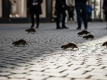 Ratten laufen durch eine deutsche Fußgängerzone