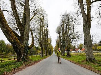 Freier Blick zum Burgtor: Die grünen "Wände" waren Ende der vergangenen Woche, als das Bild entstand, noch nicht ganz so grün. Eines der eindrucksvollsten Beispiele für die "Erziehung", die den Linden vor über 300 Jahren zuteil wurde, ist bei dem mächtigen Exemplar im Bildvordergrund links zu sehen.  Foto: Matthias Hoch