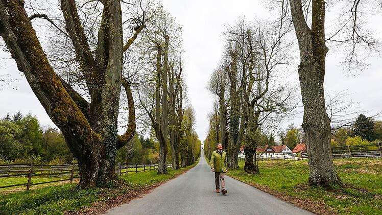 Freier Blick zum Burgtor: Die grünen "Wände" waren Ende der vergangenen Woche, als das Bild entstand, noch nicht ganz so grün. Eines der eindrucksvollsten Beispiele für die "Erziehung", die den Linden vor über 300 Jahren zuteil wurde, ist bei dem mächtigen Exemplar im Bildvordergrund links zu sehen.  Foto: Matthias Hoch