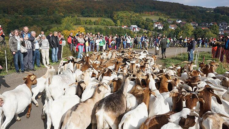 Impression vom Weideabtrieb. Foto: Marion Eckert