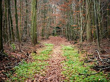 Wenn es im Wald nach Maggi riecht, solltest du wachsam sein