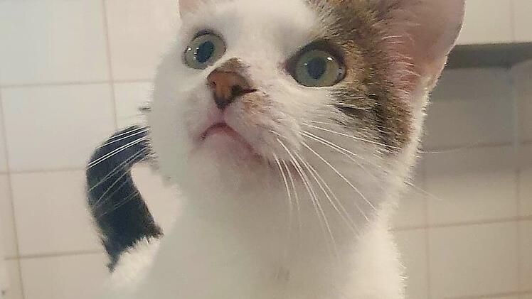 Tierheim Bayreuth sucht Zuhause für Kater Louie: "Wurde immer übersehen"