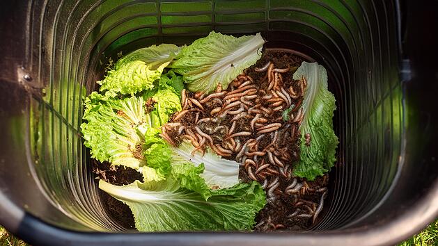 Maden in der Biotonne