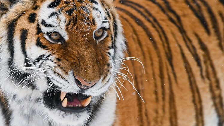England: Mann dringt in Tigergehege ein - und wird totgebissen