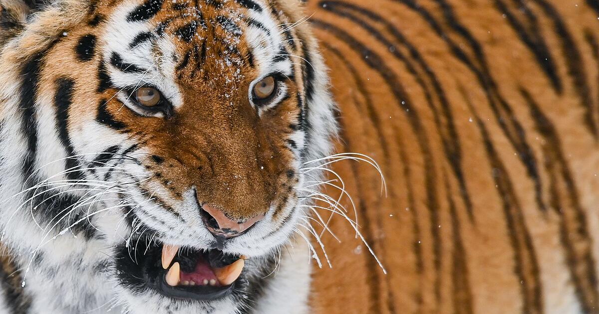 England: Siberian tiger killed zoo visitor